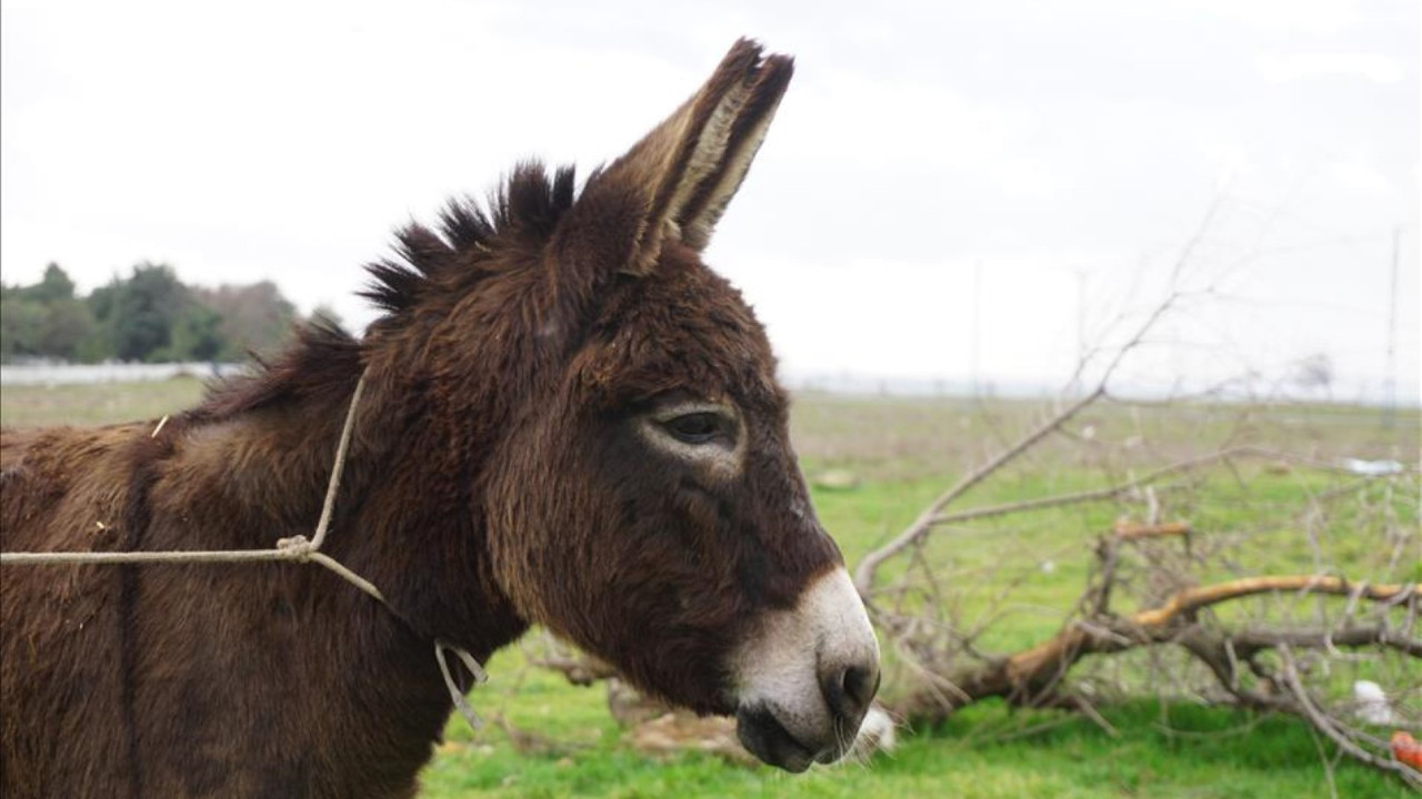 Hayvana kötü muameleye 40 bin euro ceza