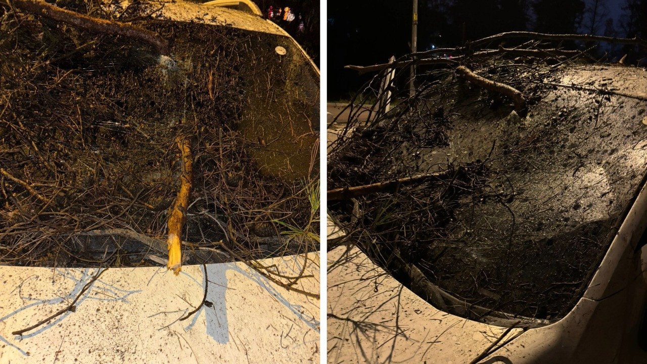 Devrilen ağacın dalları, seyir halindeki aracın ön camına saplandı