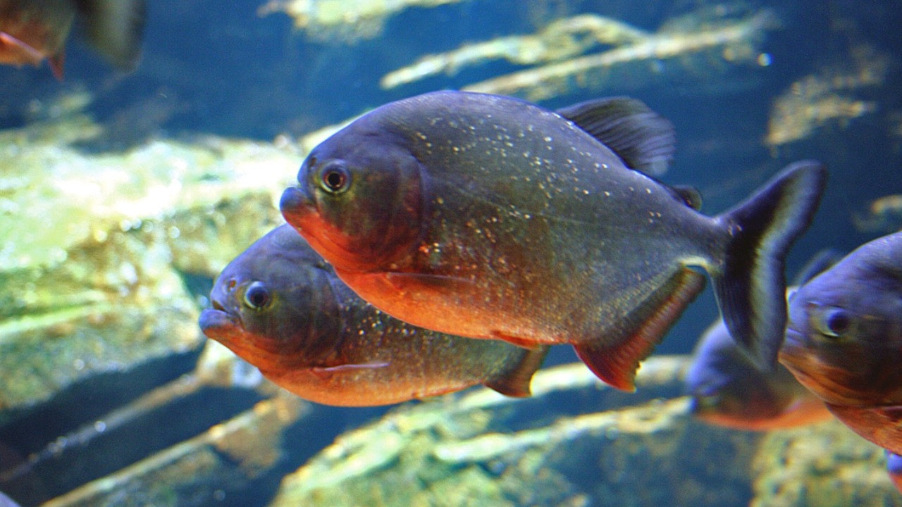 Diyarbakır’da ilginç beslenme: 8 pirana balığı 12 yıldır kelle paça yiyor