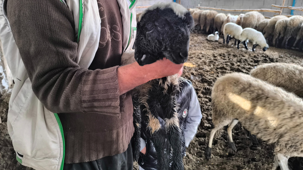 Kuzu çift başlı, iki ağızlı ve dört gözlü doğdu