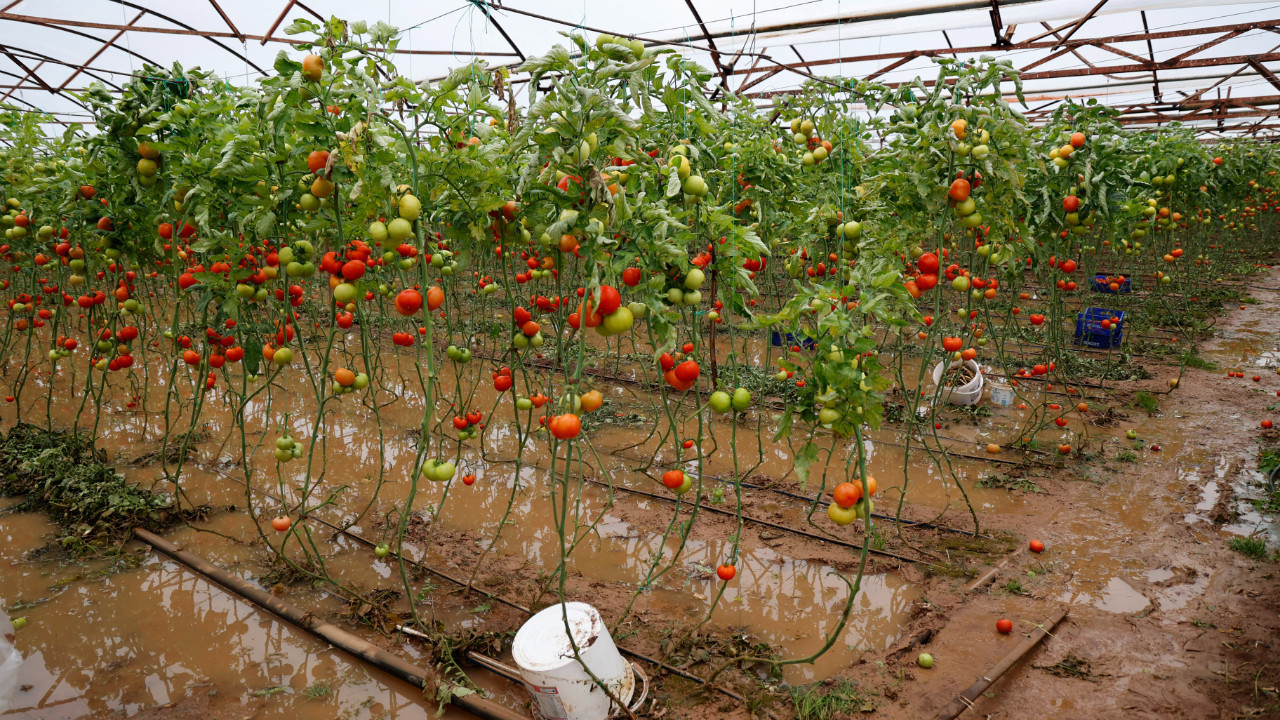 Sağanak ve hortum tarımı vurdu: Fiyatlar yükselecek