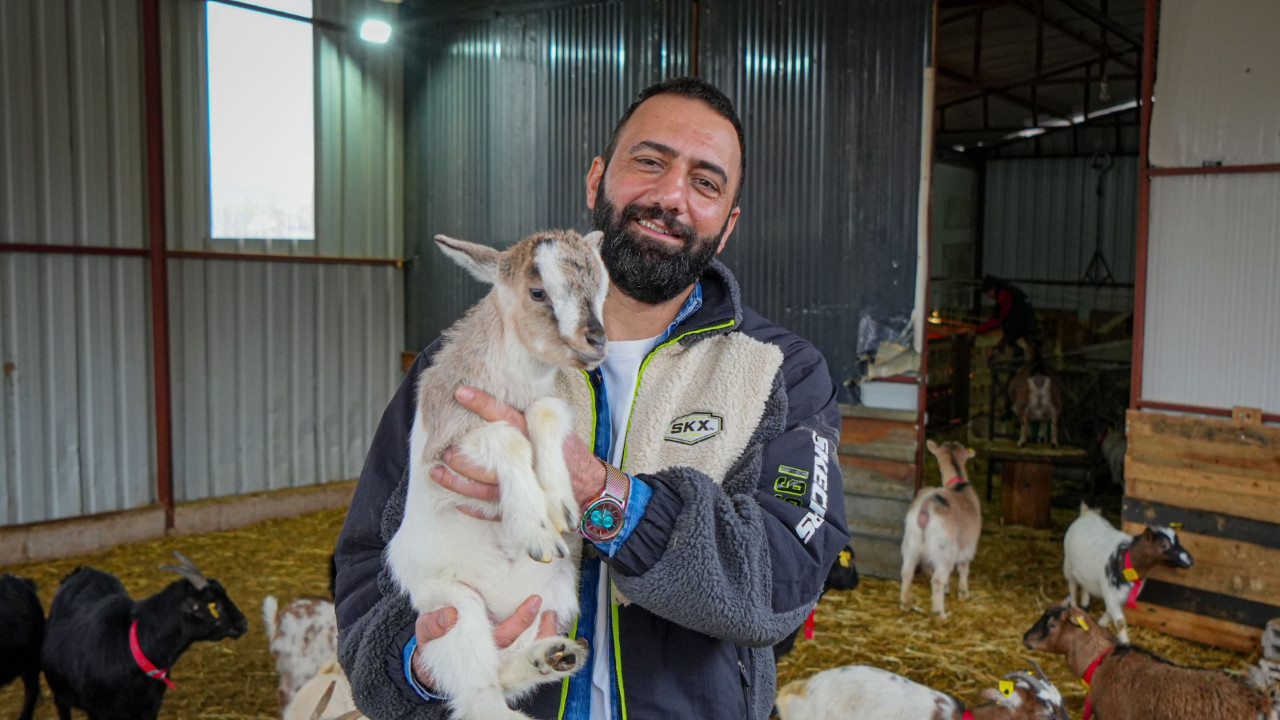 Cüce keçiler kedi ve köpeğe rakip oldu