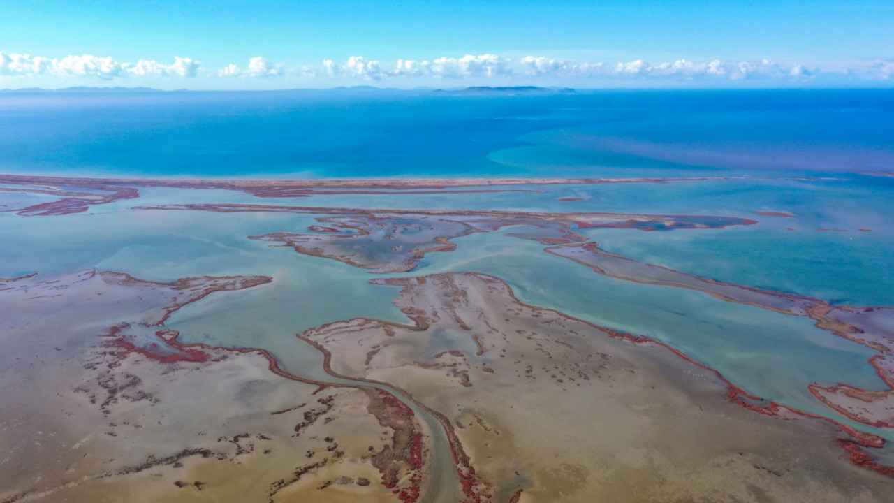 Nesli tehlike altındaki türlerin umudu oldu