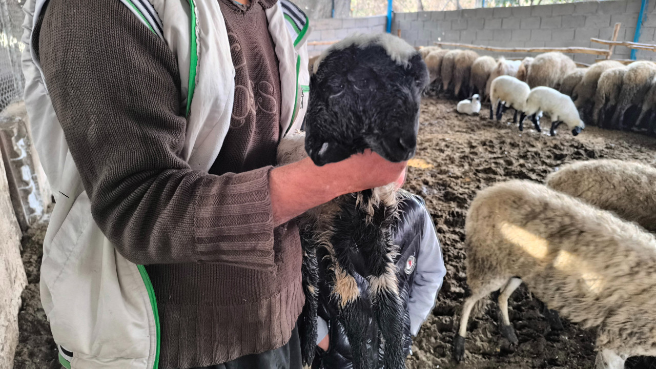 Çift başlı kuzu hayata bir gün tutunabildi