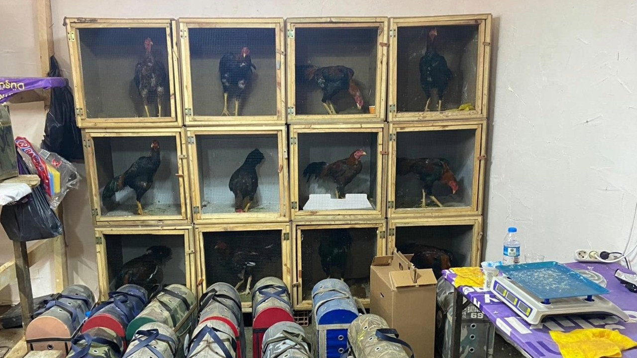 Horoz dövüştüren 91 kişiye ceza