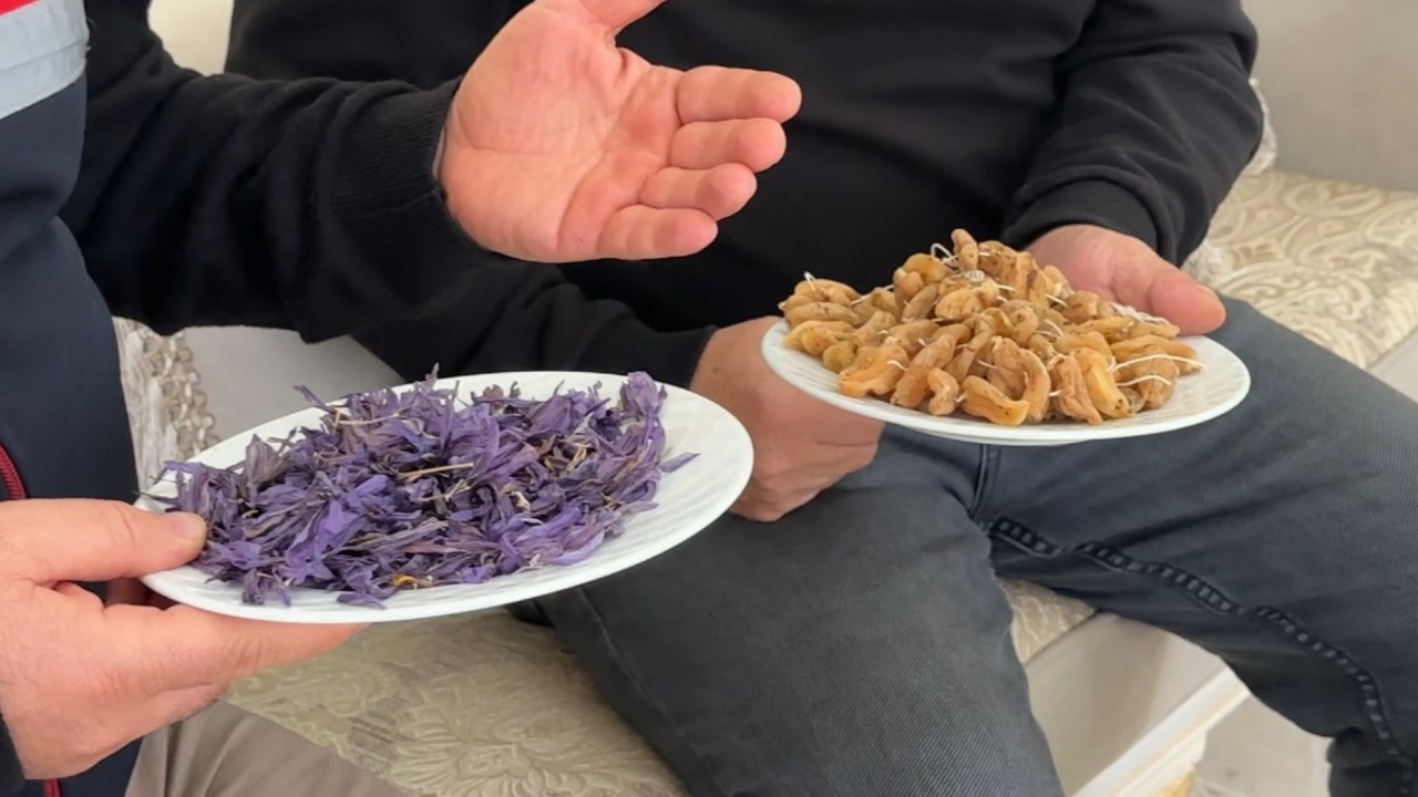 Kilosu 900 bin lira bitkiyi kendi başına yetiştirdi