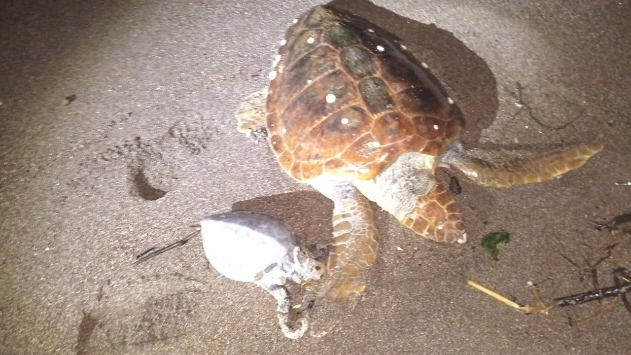 Marmaris'te 2 caretta caretta kıyıya vurdu