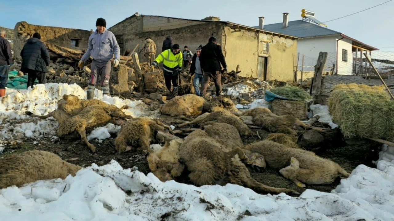 Sivas’ta kar faciası: Çöken ağılda 40 koyun öldü