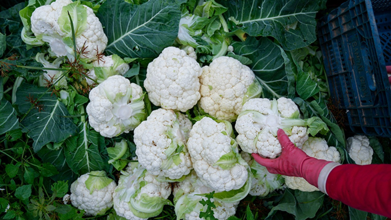 25 milyon TL'lik vurgun: Sebze üreticileri zor durumda