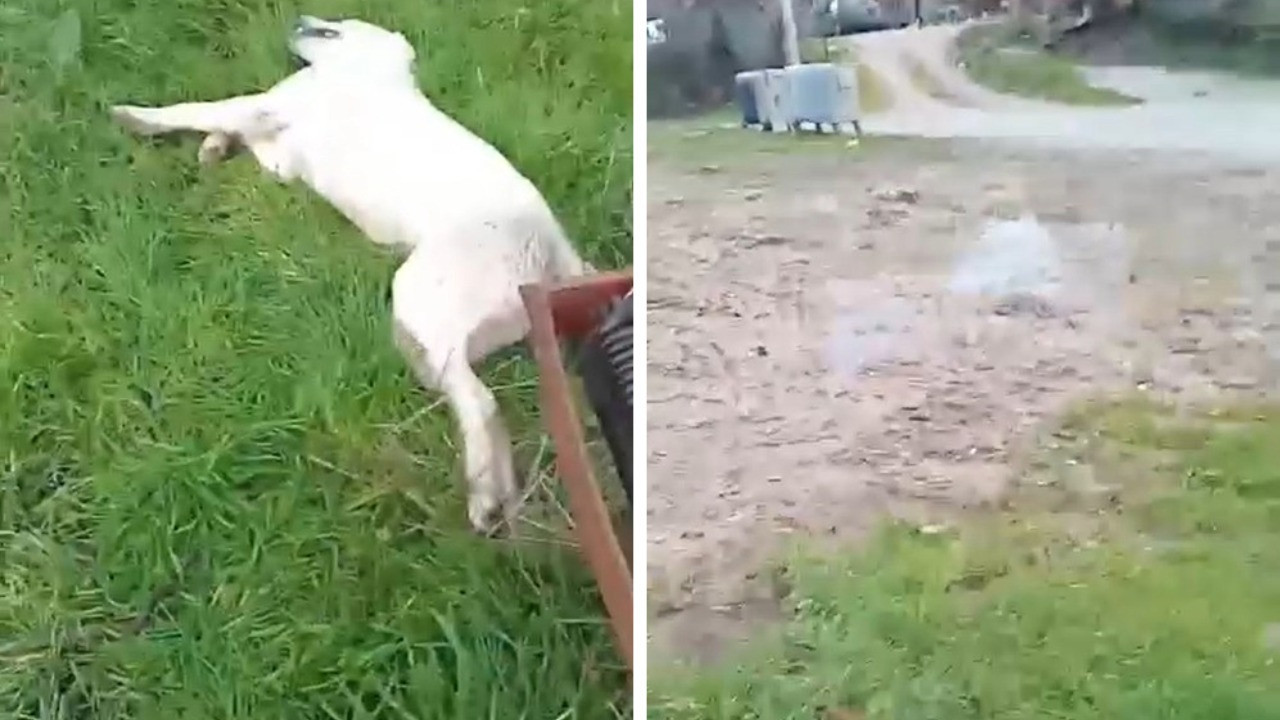 Bahçesine giren sokak köpeğini öldürdü