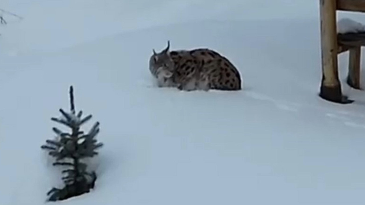 Evin bahçesinde vaşak görüntülendi