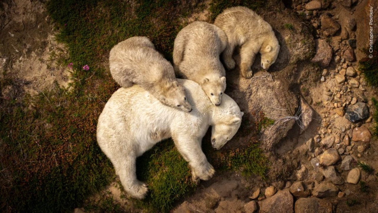 Vahşi doğadan çarpıcı anlar: Yılın en iyileri halk oylamasında