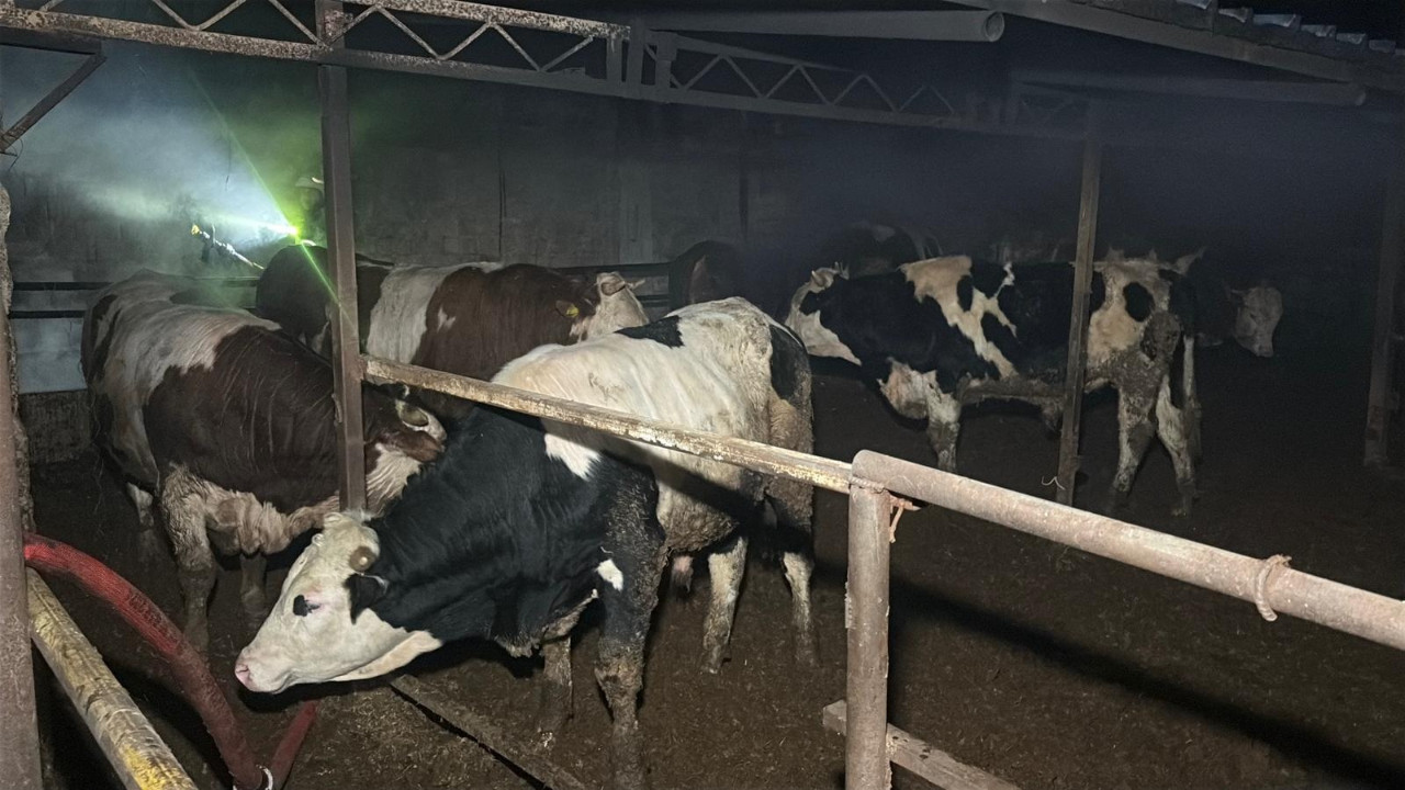 Tekirdağ’da feci yangın: Onlarca hayvan öldü