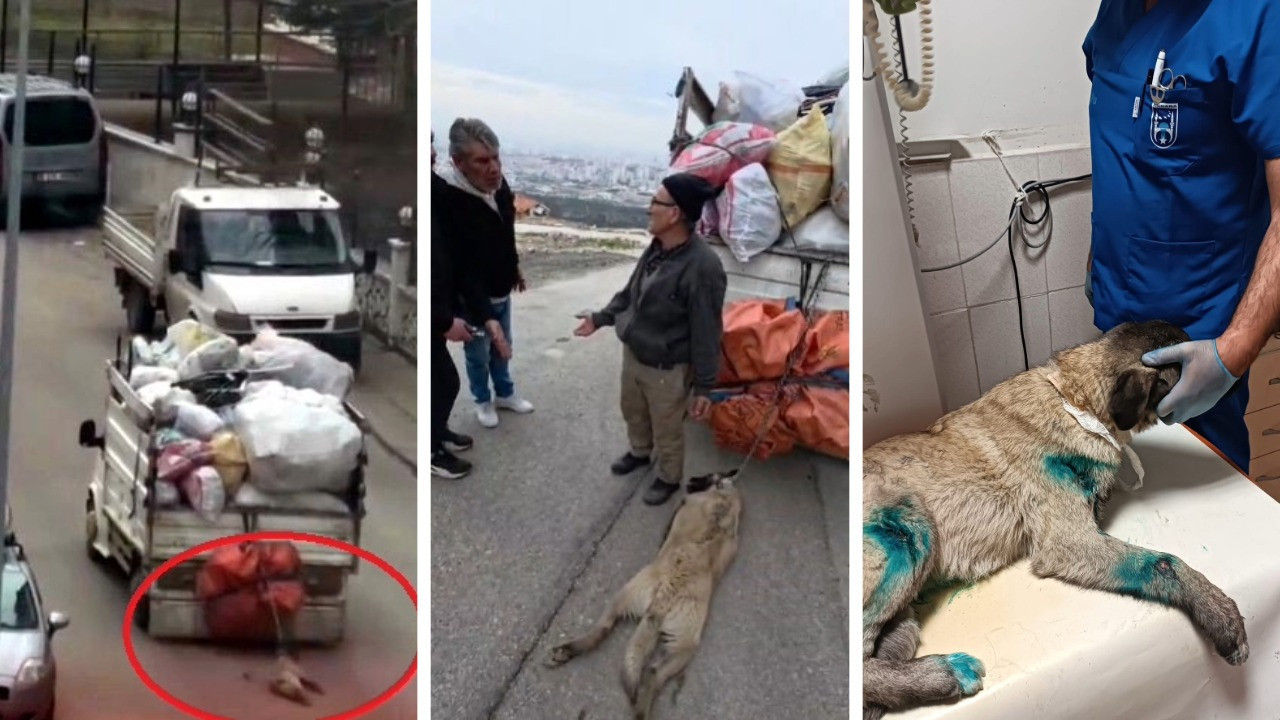 Köpeği kamyonetin arkasında sürükledi: Vicdansız sürücü gözaltında
