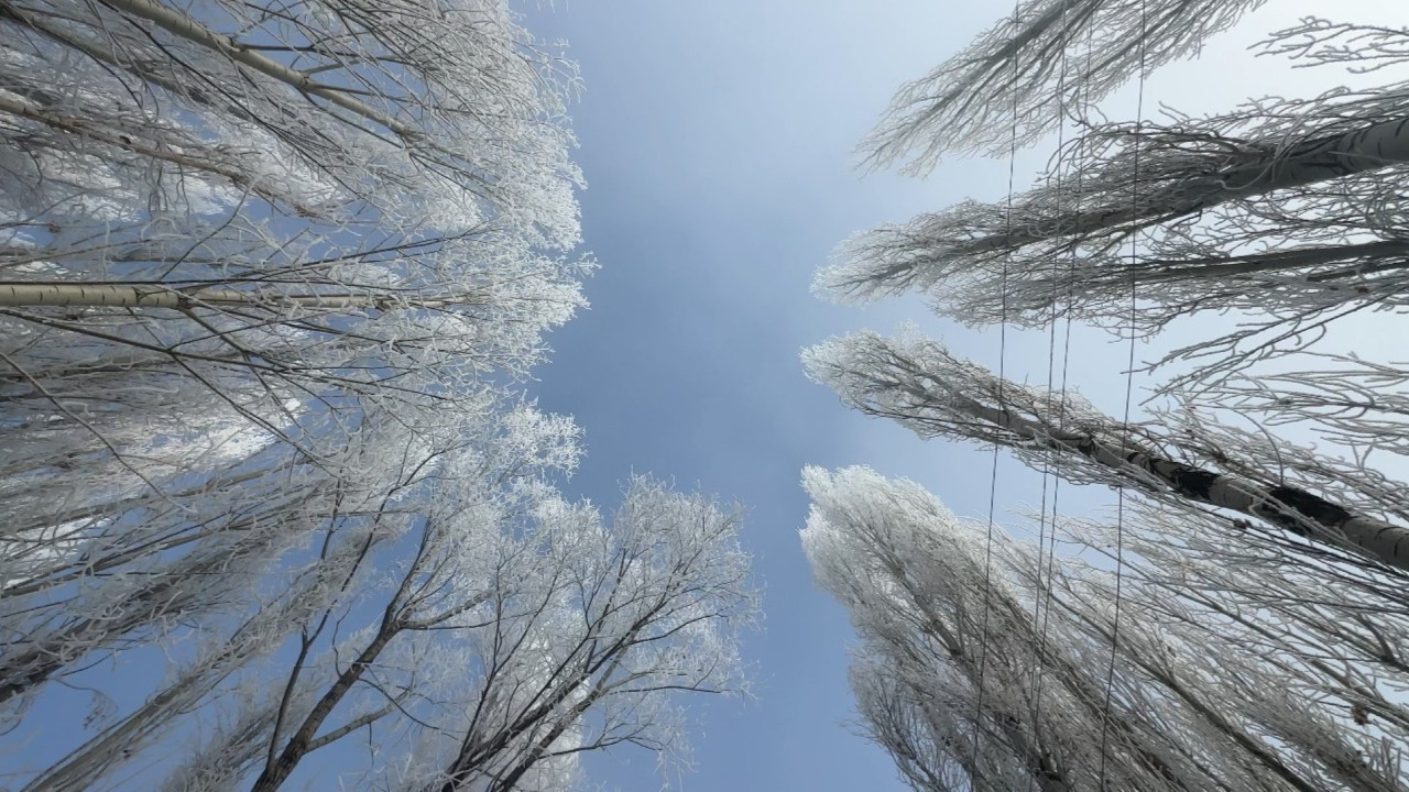 Sisle birleşen kırağı ağaçları sanat eserine dönüştürdü