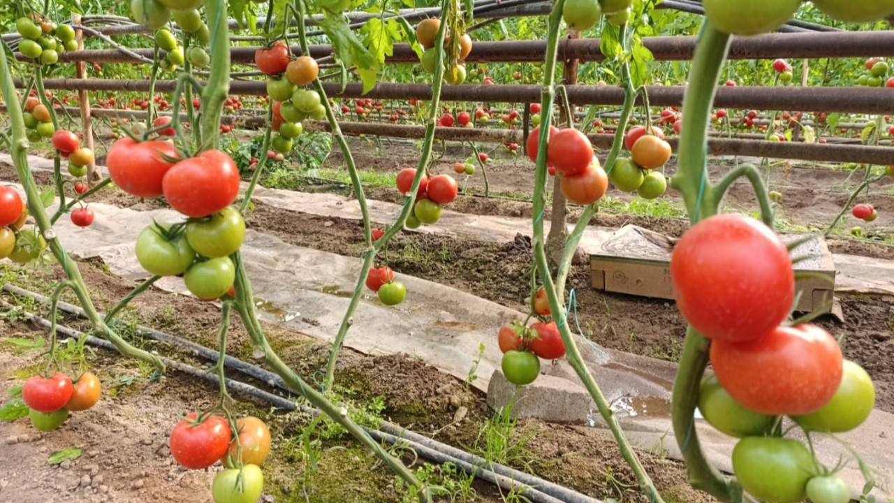Bu domates toprağın altından ısınıyor, pazarda yok satıyor