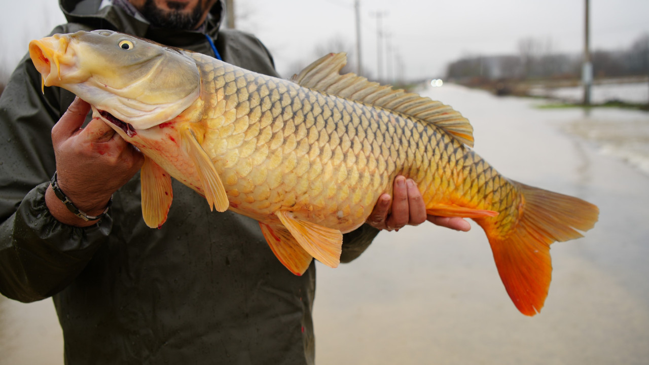 Ekin biçecekti, tarladan canlı sazan yakaladı