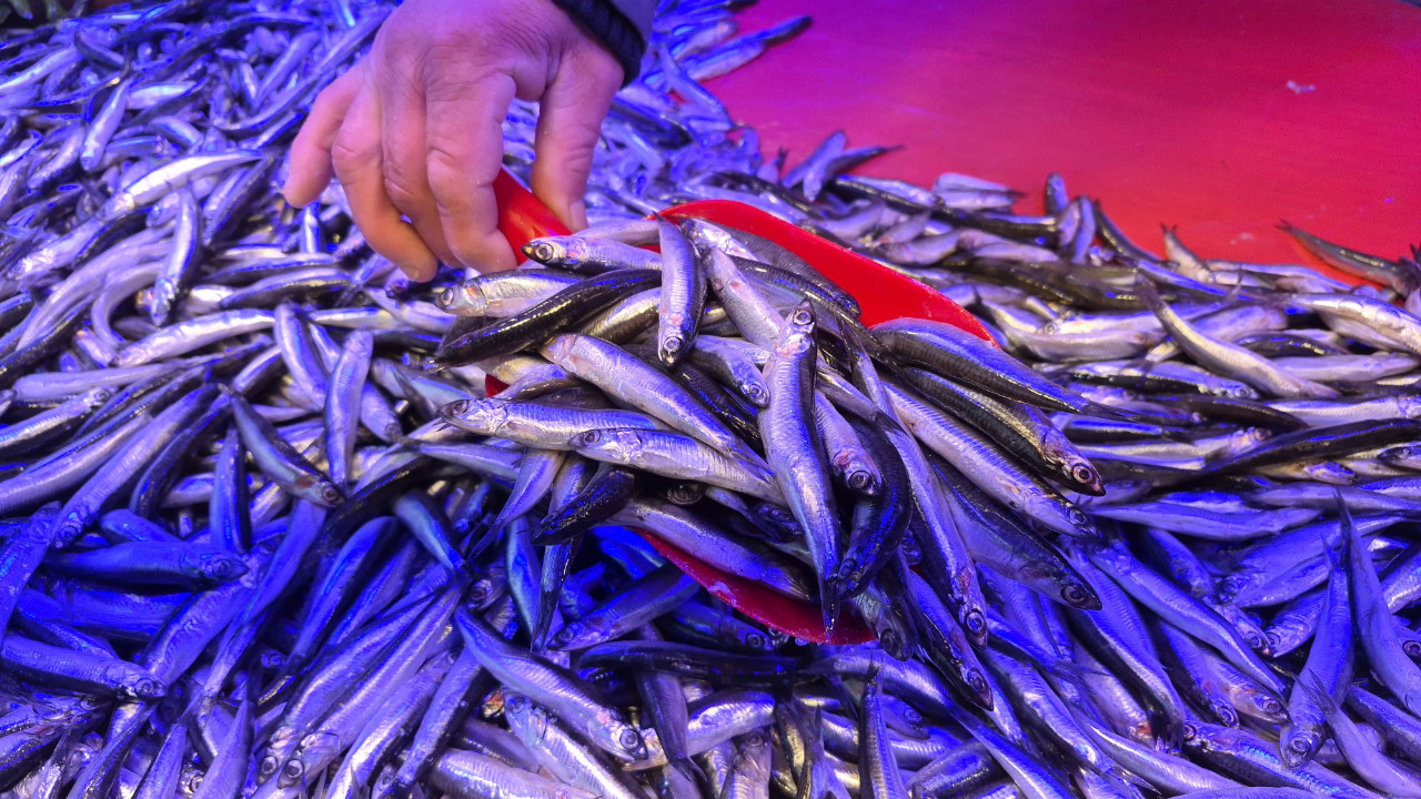 Tezgahların yeni gözdesi: Kilosu 200 TL, hamsiden bile ucuz