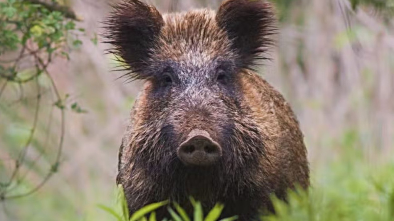 Nükleer felaket sonrası radyoaktif domuz gizemi