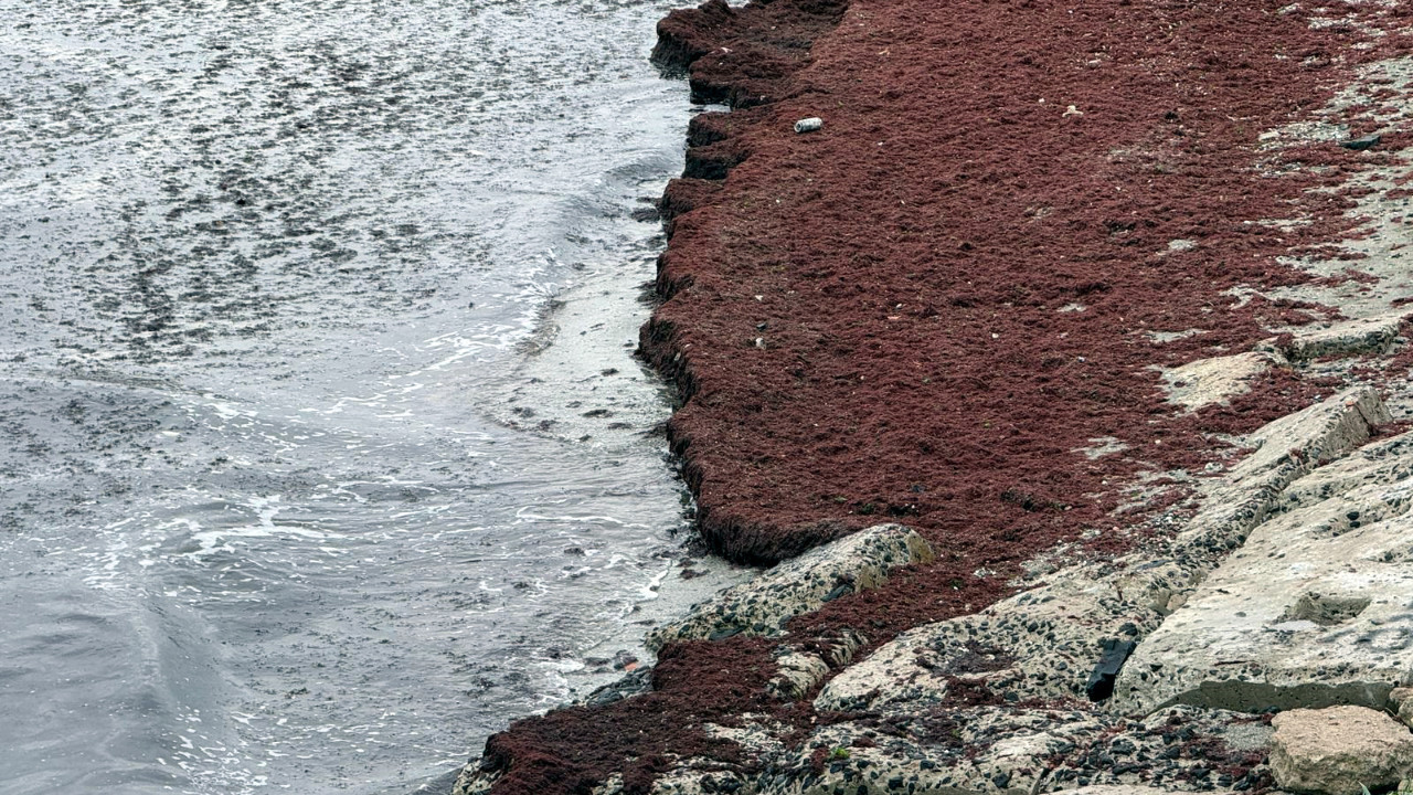 Tekirdağ sahilleri kırmızıya döndü