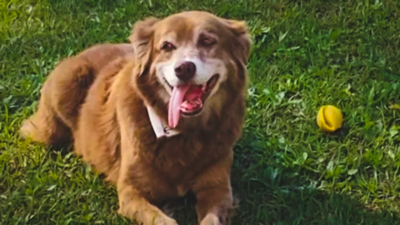 10 yıl sahibinin mezarının başından ayrılmadı, yasaya ilham oldu