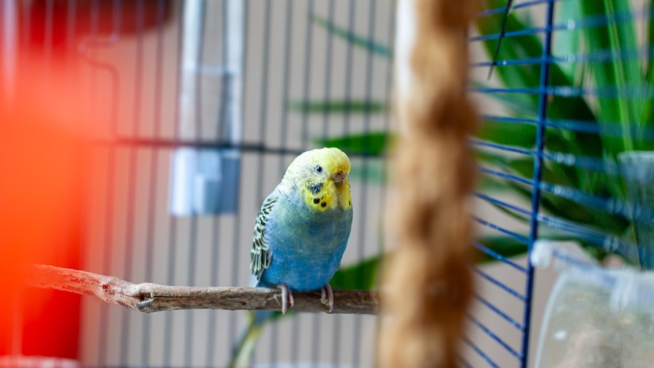 Kadını evine getirmek istedi, muhabbet kuşlarını rehin aldı