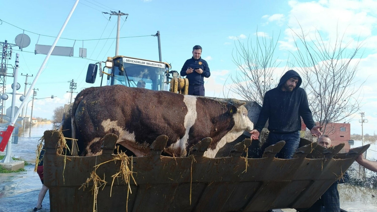 Manisa'da sağanak alarmı: Hayvanlar mahsur kaldı
