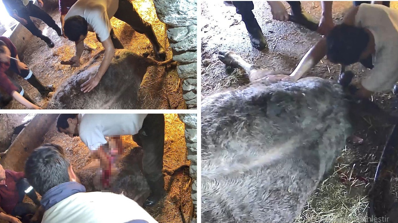 Veteriner bulunamayınca ekmek bıçağıyla müdahale: Doğum yapan inek öldü!