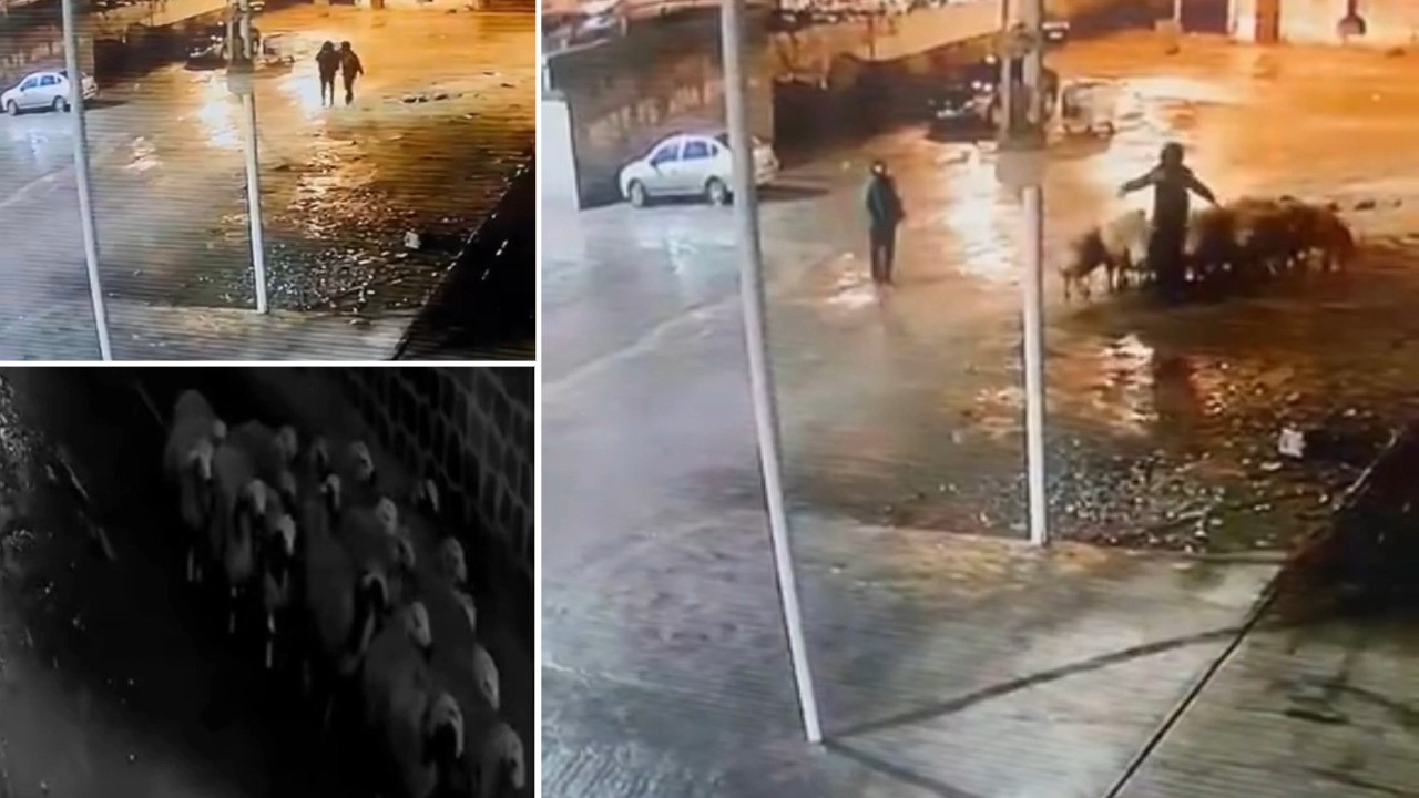 19 koyunu ellerini kollarını sallayarak çalıp gittiler