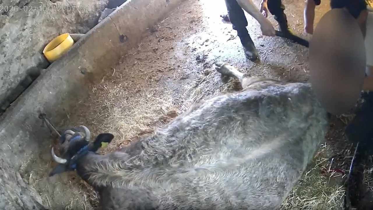 Veterinerler ayakta: Suç duyurusunda bulunacağız