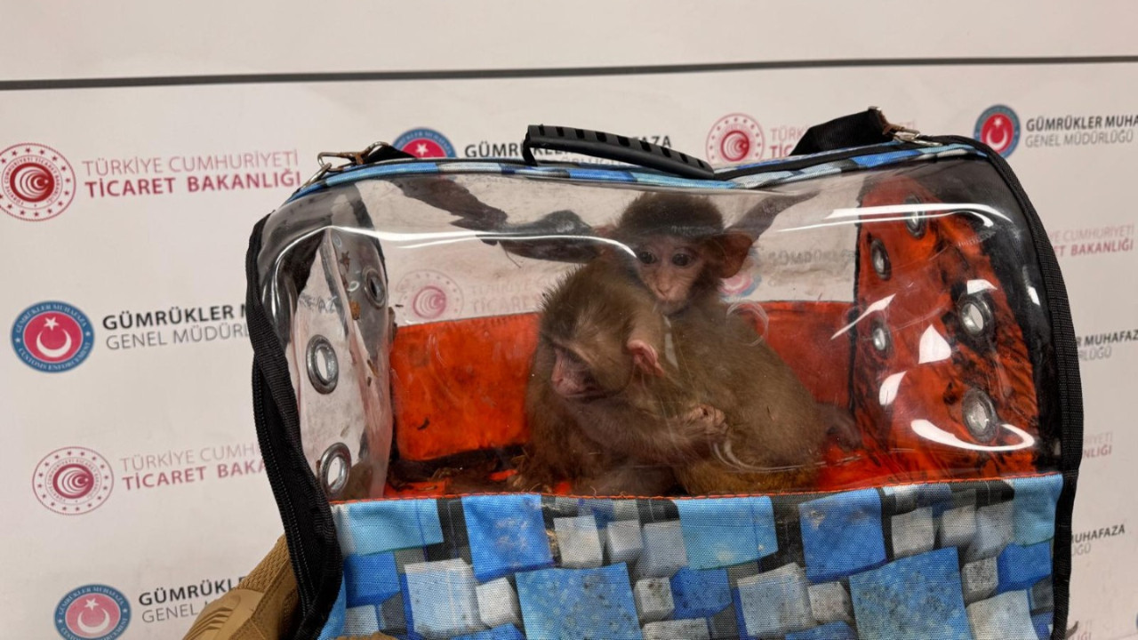 Gümrüklerde 85 bin canlı hayvan yakalandı