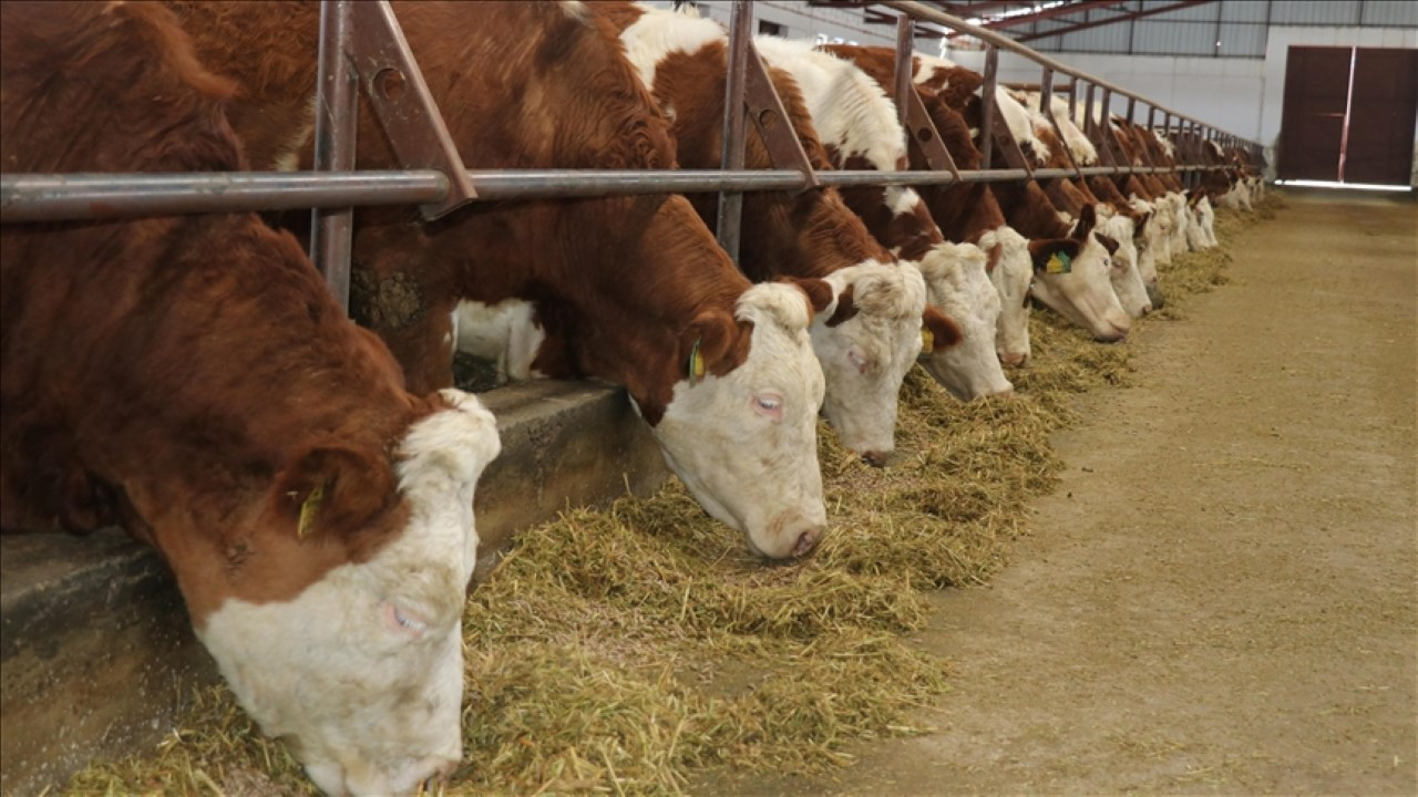 Şap salgını nedeniyle ulusal afet ilan edildi