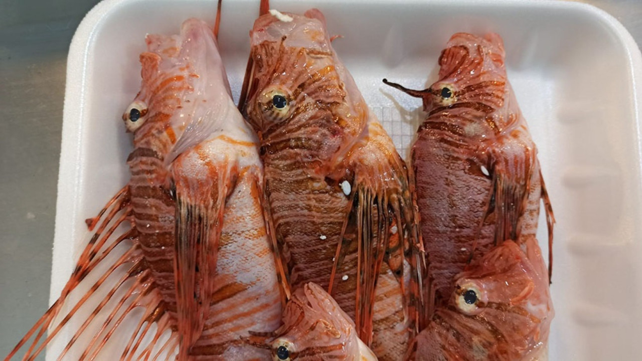 Satışı yasak ama yok satıyor: Kilosu 400 liraya dayandı