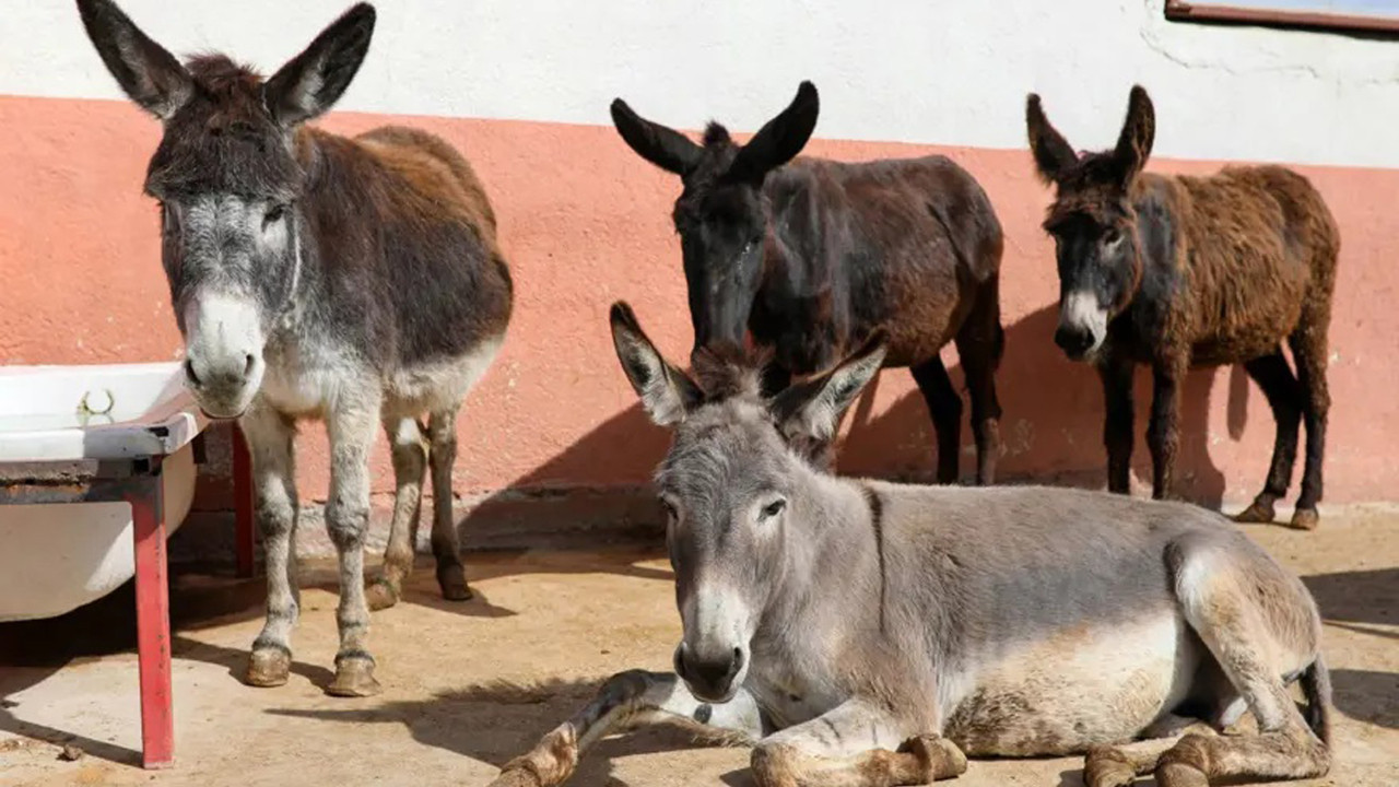 Türkiye'de eşek sayısı azaldı