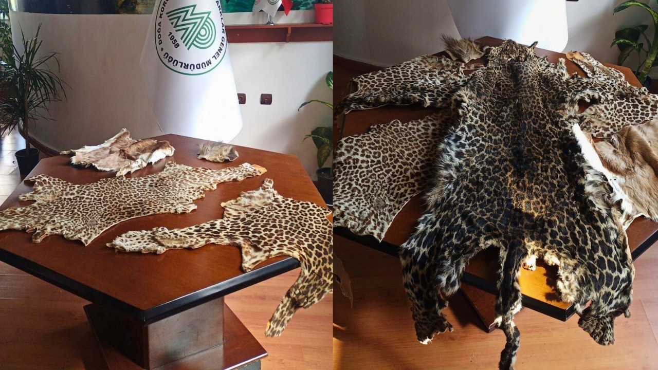 Çukurova Uluslararası Havalimanı'nda leopar postu ve baykuş gözü ele geçirildi