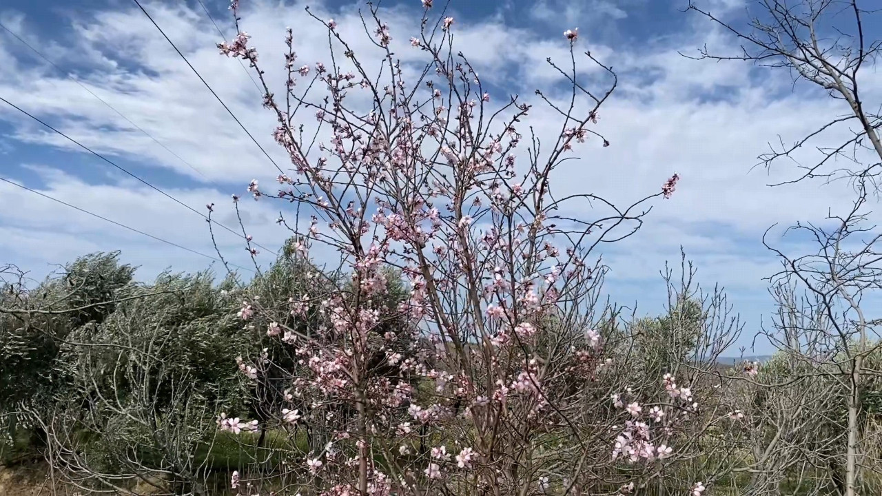 Yalancı bahar aldattı, badem ağaçları çiçek açtı