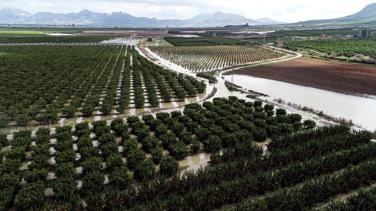 Günlerdir süren sağanak tarımı vurdu