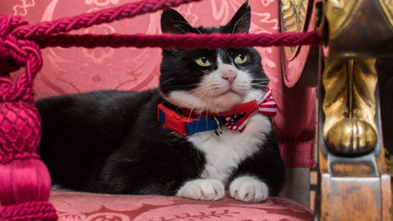 Ünlü 'diplomat kedi' hayatını kaybetti