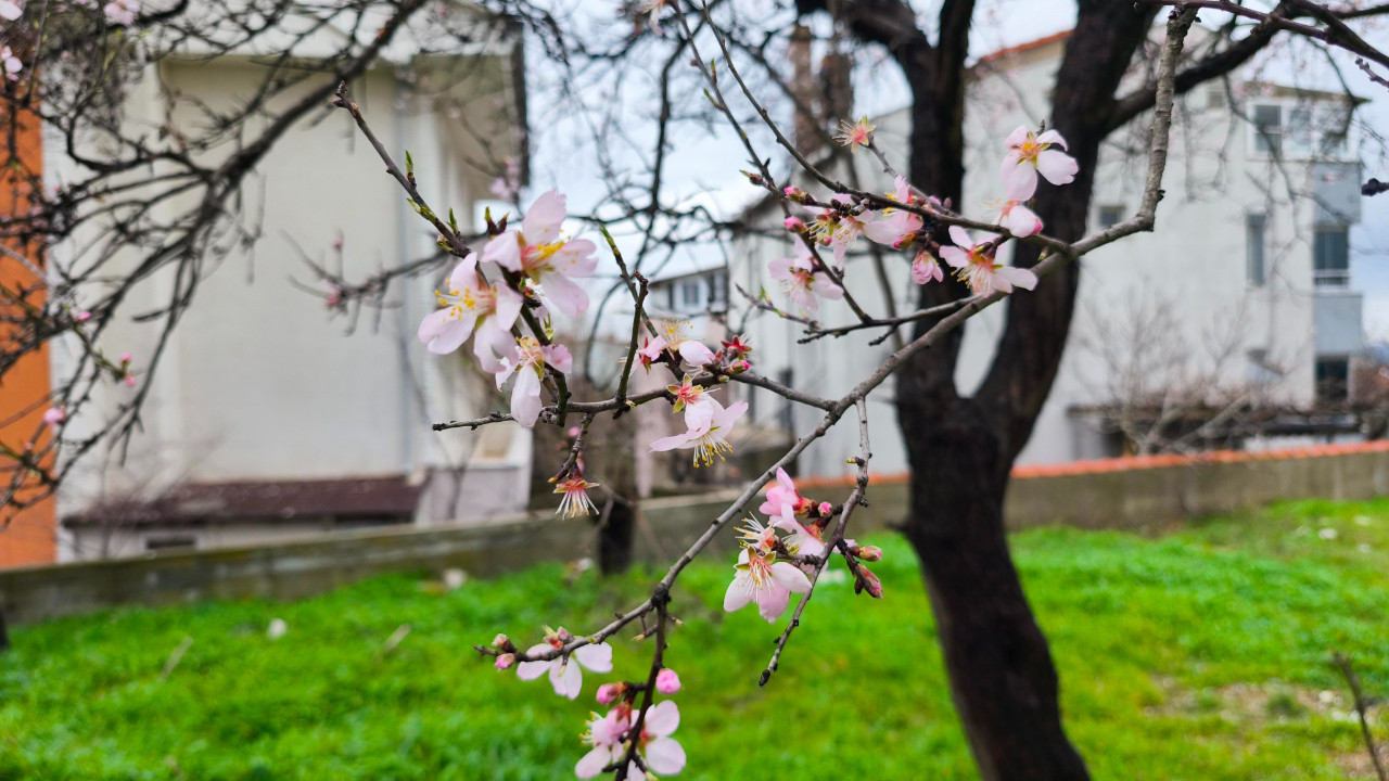 Yalancı bahar aldattı, meyve ağaçları çiçek açtı
