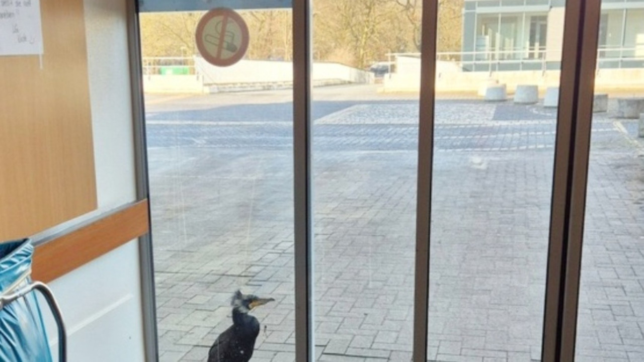 Yaralı karabatak acil servis kapısında yardım istedi