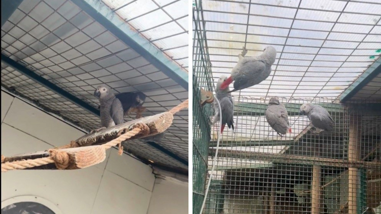 Gümrükte durduruldular: Bavullarından papağanlar çıktı