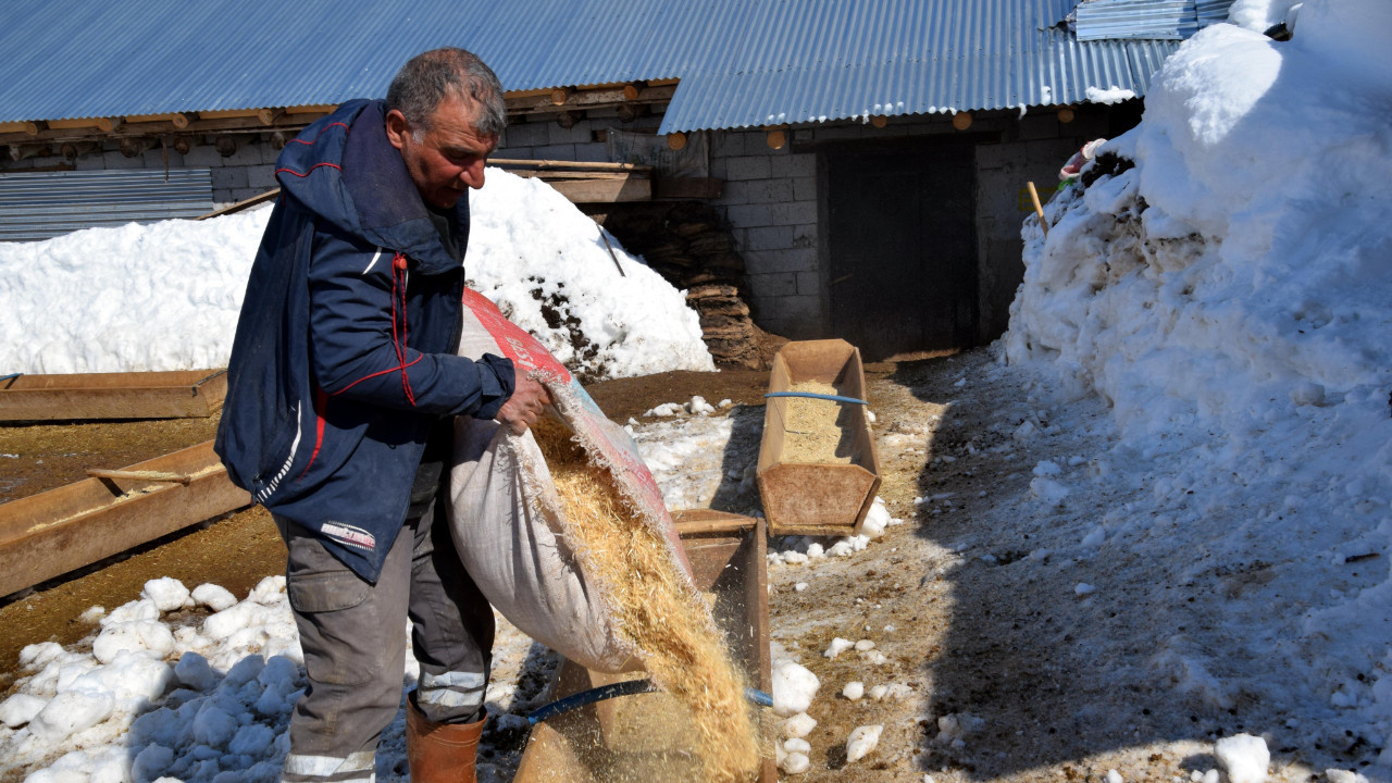 İstanbul’u bırakıp 100 koyunla başladı, 4 yılda 680’e çıkardı