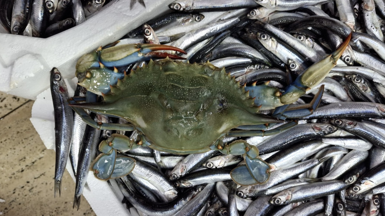 Sinop'ta balıkçıların ağına mavi yengeç takıldı