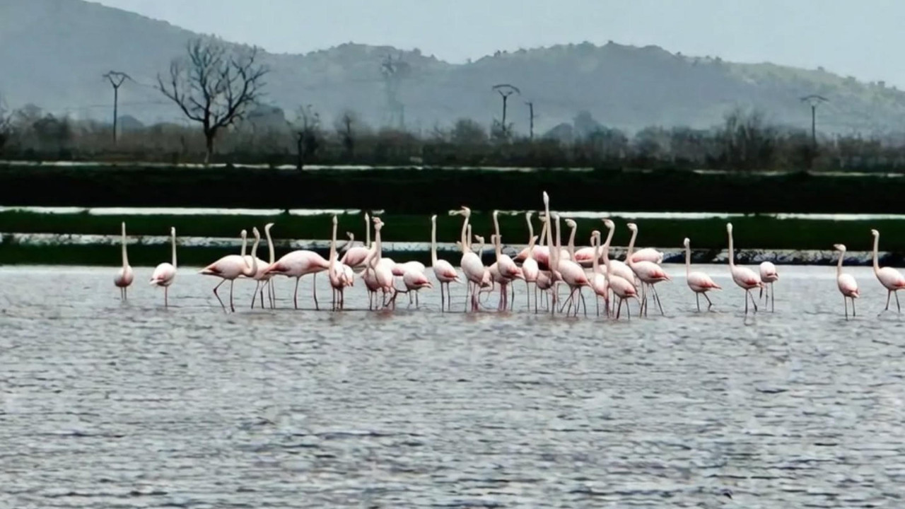 Sular altında kalan tarlalara flamingo sürüsü indi