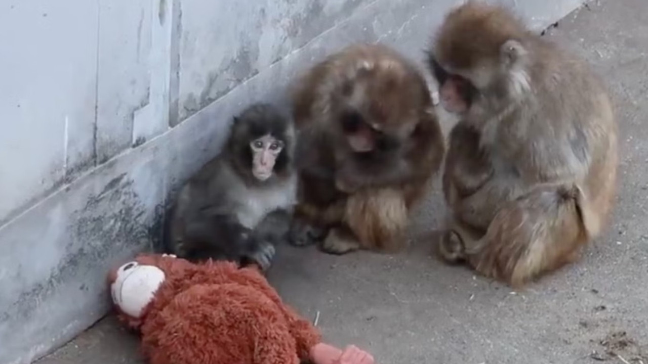 Dünya onu konuşmuştu: Annesinin terk ettiği yavru maymun artık yalnız değil