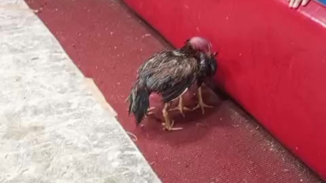 Suçu horozlara attı: Ringe atlayıp kavga etmeye başladılar