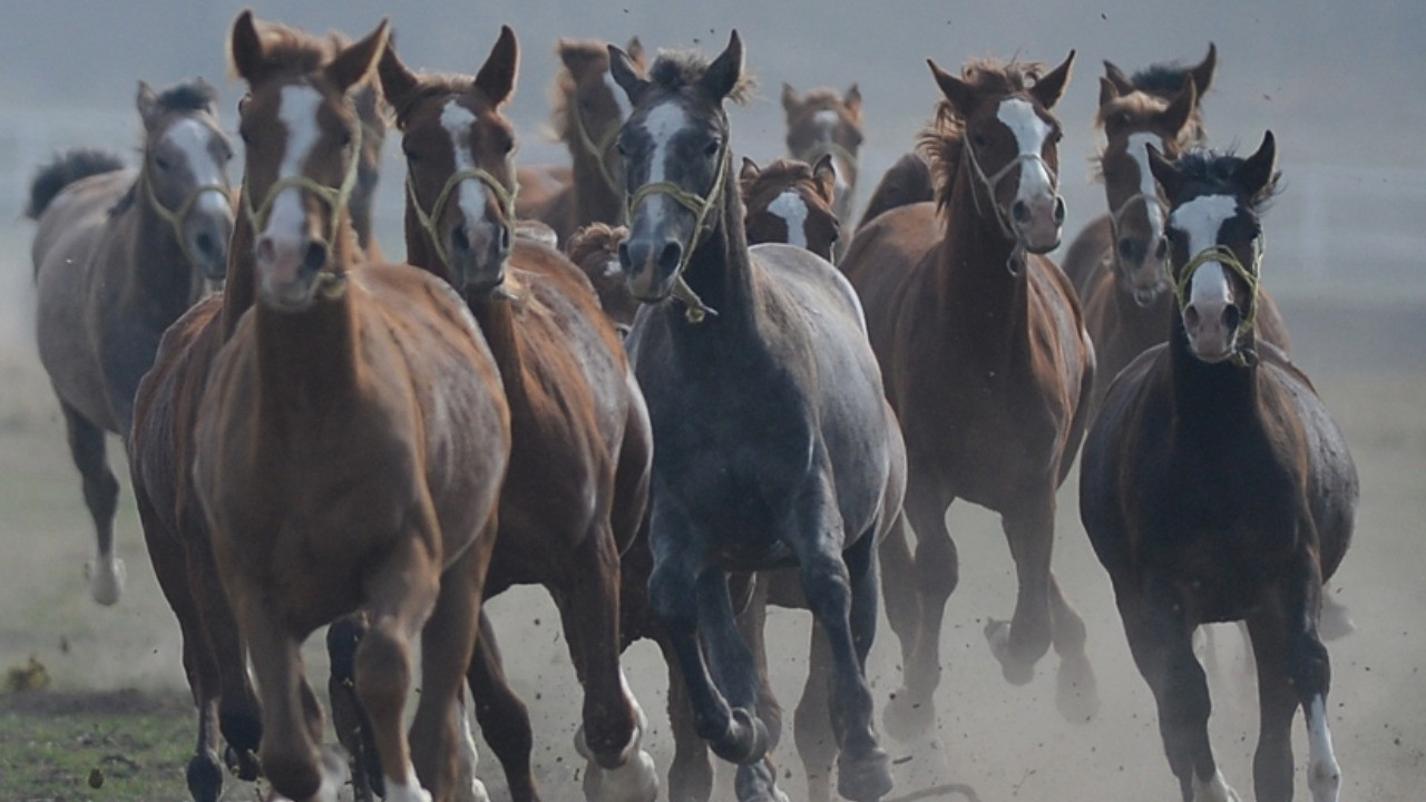 TİGEM'den 'kayıp at' iddialarına yanıt