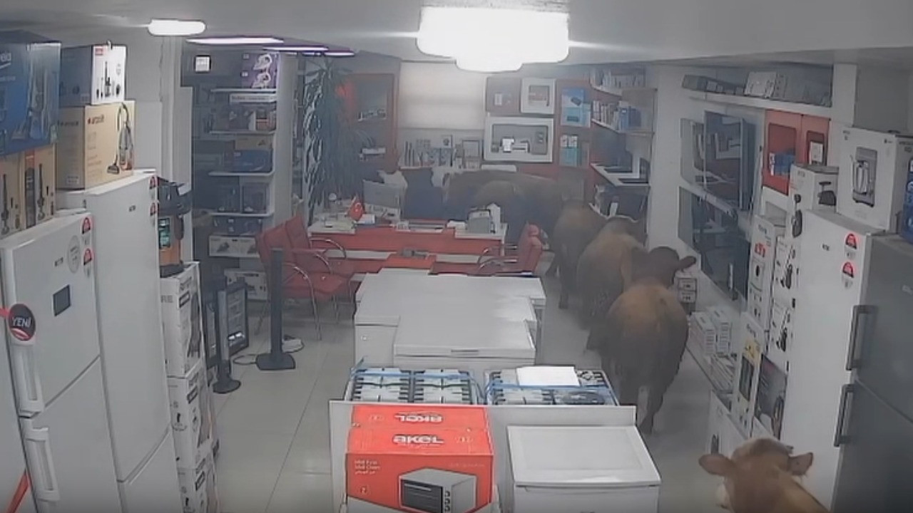 İnekler beyaz eşya dükkanına bir göz attı