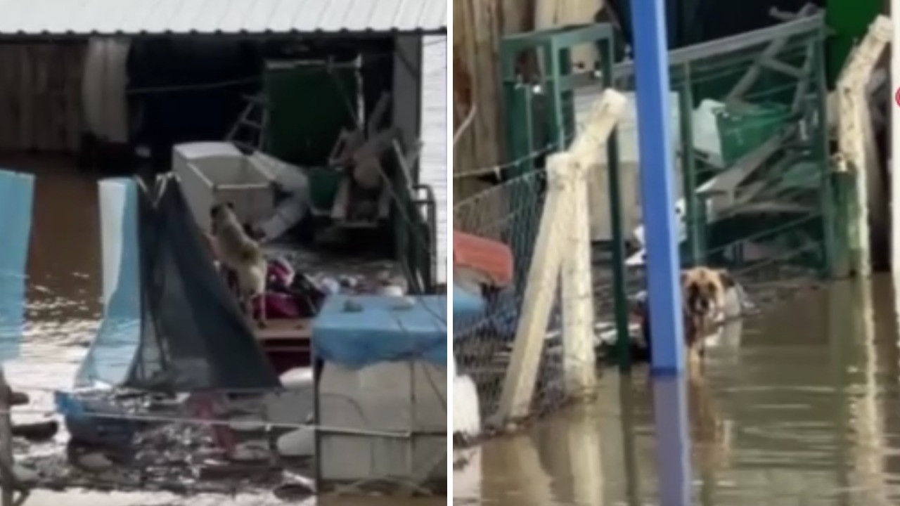 Köpekler selin ortasında mahsur kaldı, sahipleri gelip almak istemedi