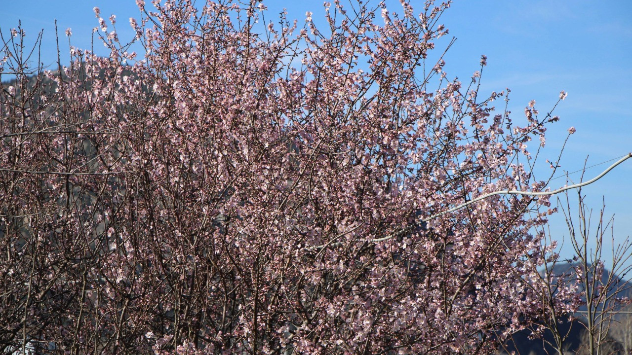 Ağaçlar 'Şubat' demedi, çiçek açtı